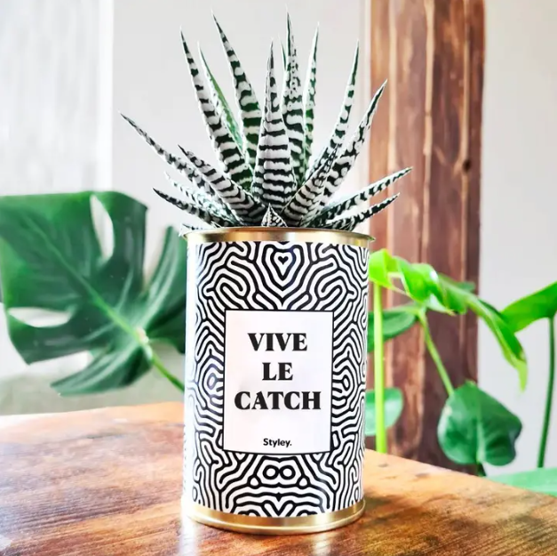 Cactus Vive le catch