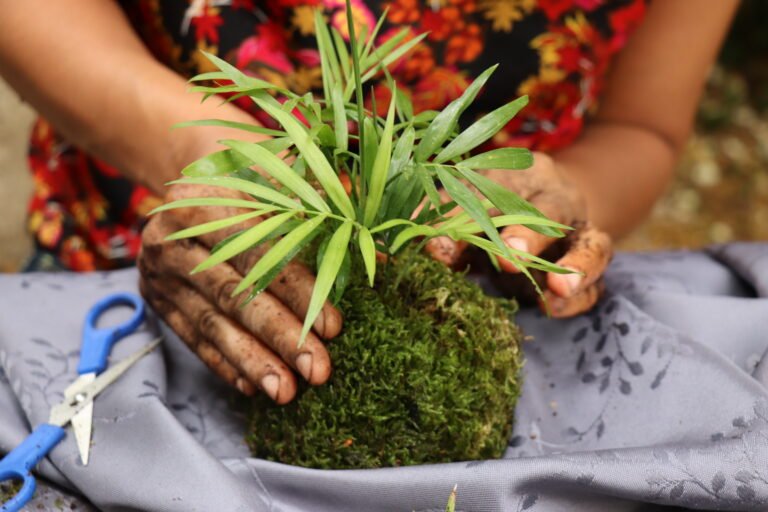Rempoter plante intérieur
