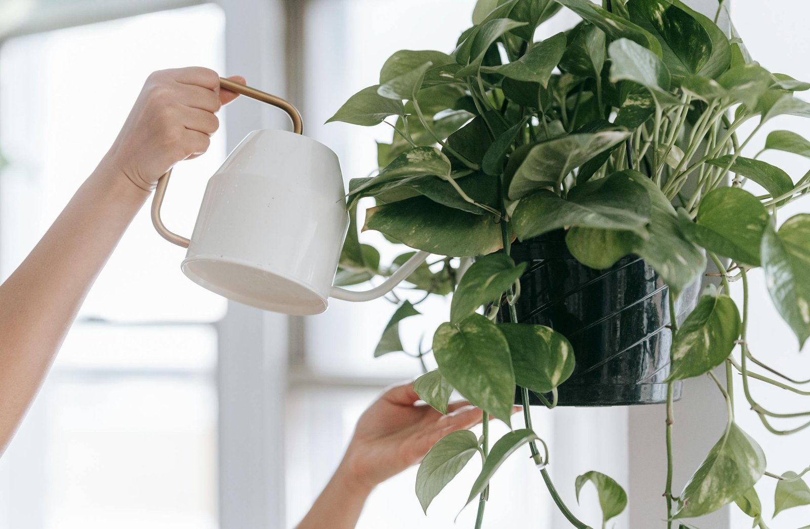 Le Pothos est LA plante facile d'entretien par excellence
