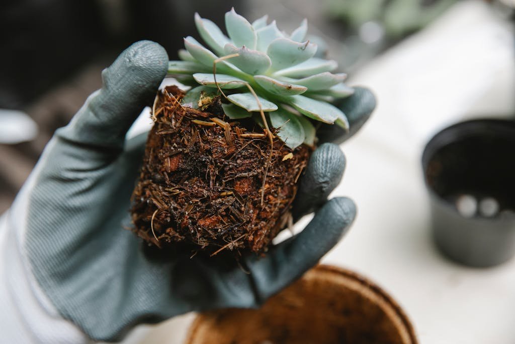 Kokédama Chlorophytum From above of unrecognizable professional gardener wearing glove standing near table with green transplanted plant with roots and sprouts in soil on hand