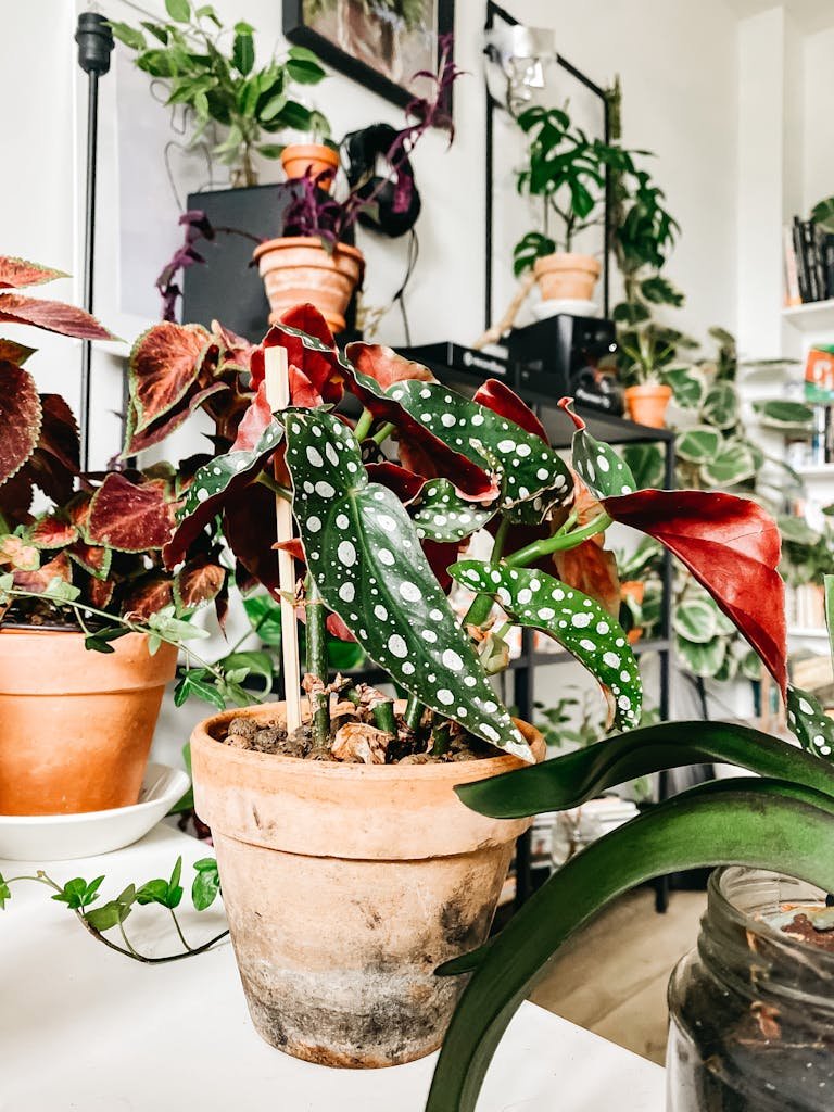 Top 10 plantes d'intérieur