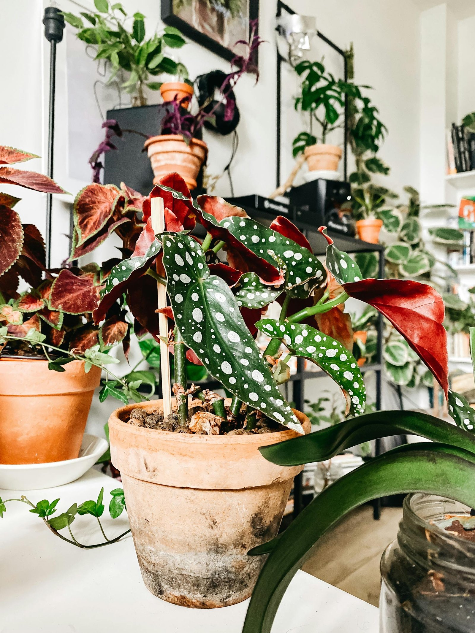 Top 10 plantes d'intérieur