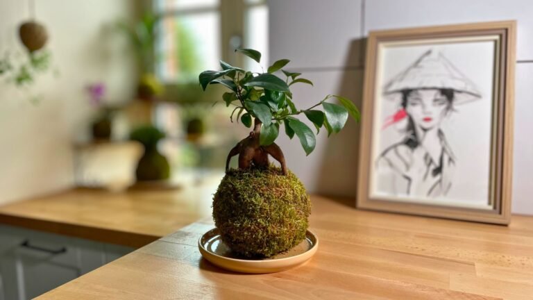 Kokédama Ficus Ginseng