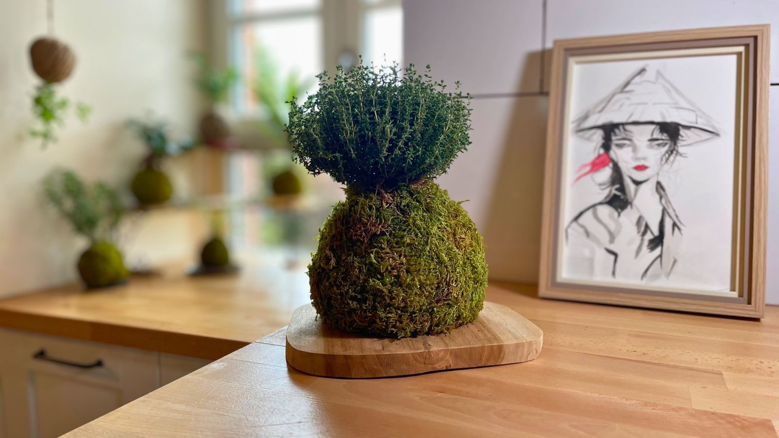 Jardin intérieur différentes tailles Kokedama Romarin Méloké