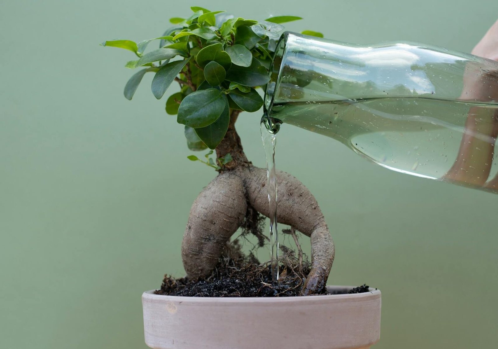Jardin intérieur Ficus Ginseng entretien