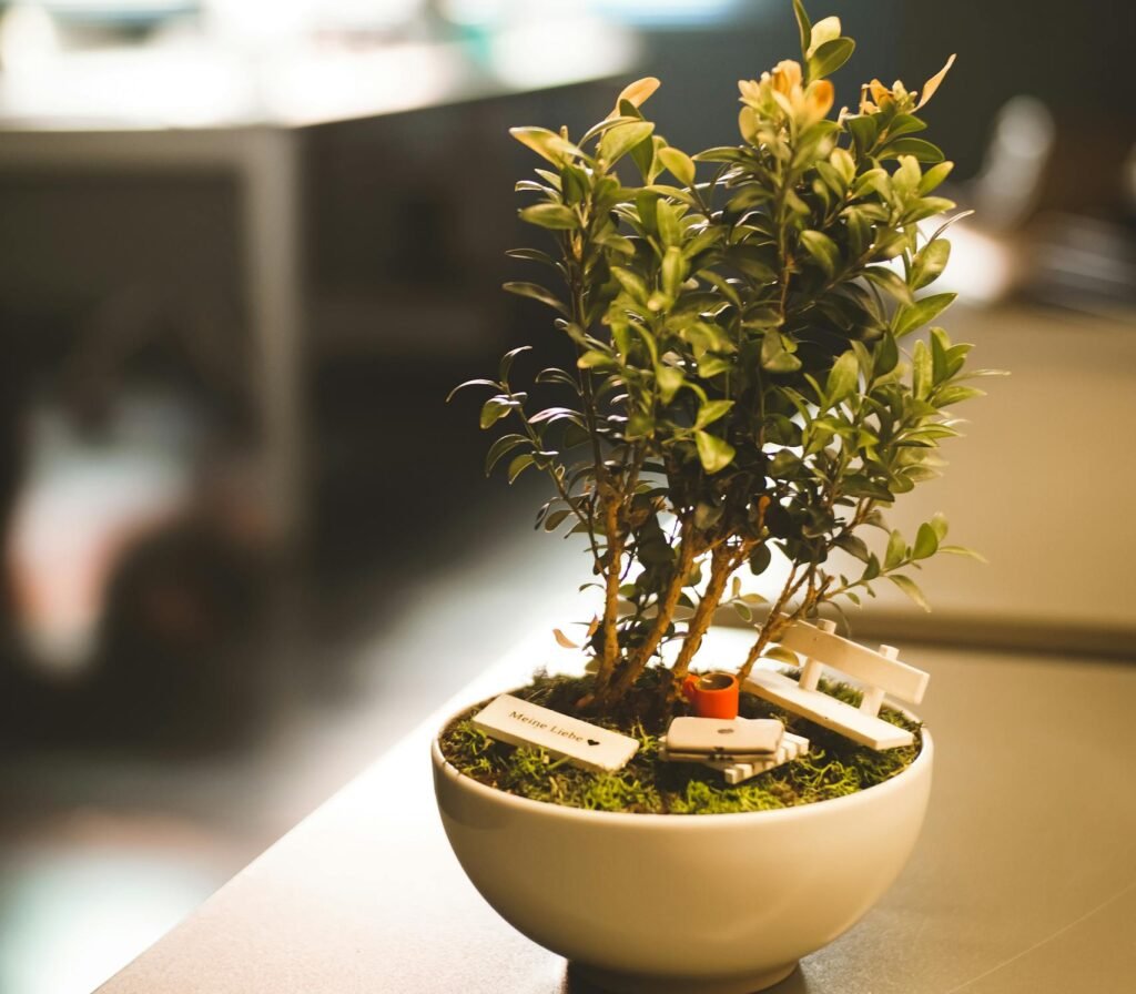 Plante sur bureau