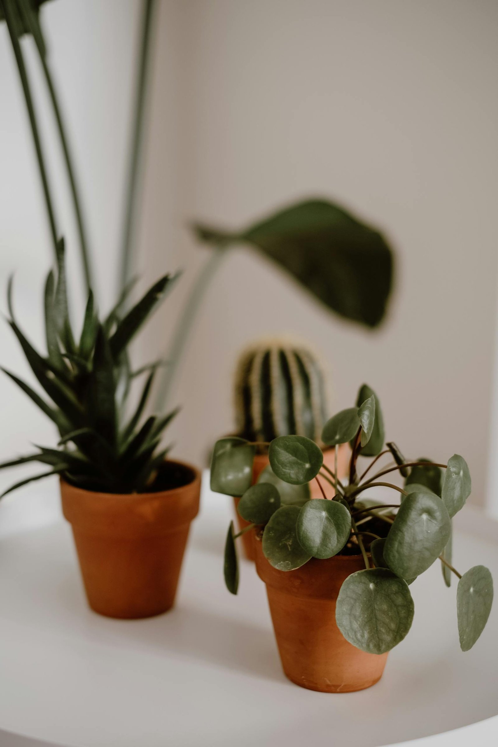 plante intérieur salle de bain