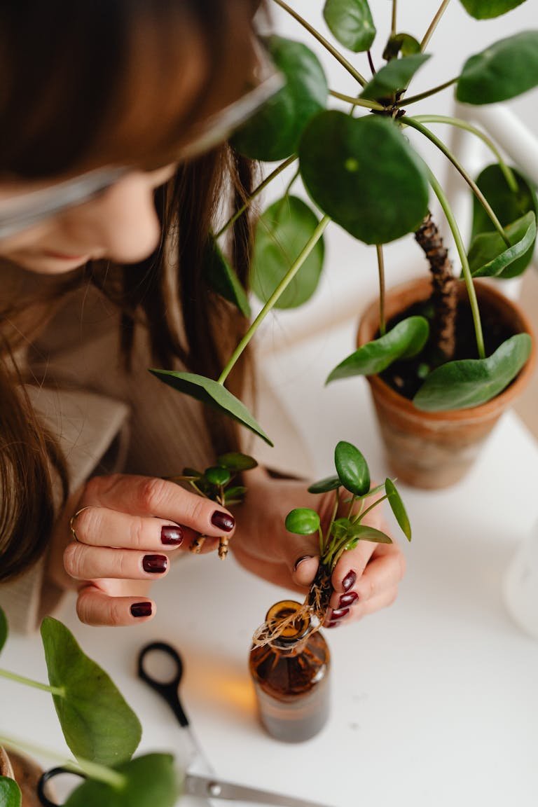 Bouture plante