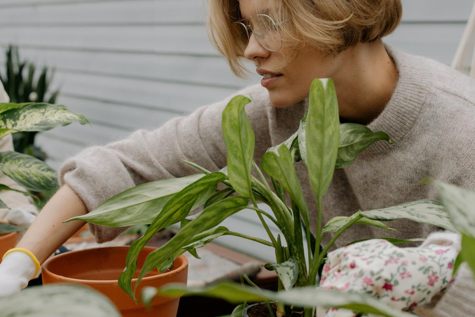 Jardin intérieur Plante dépolluante
