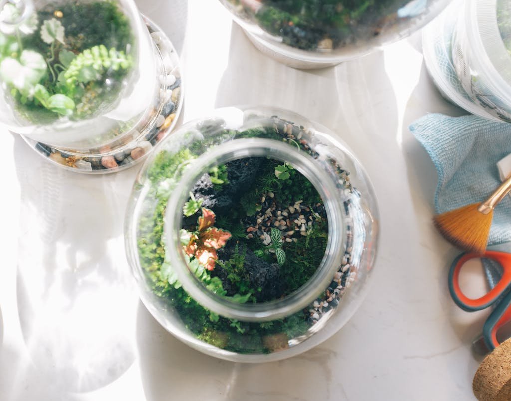 Terrarium vu de haut