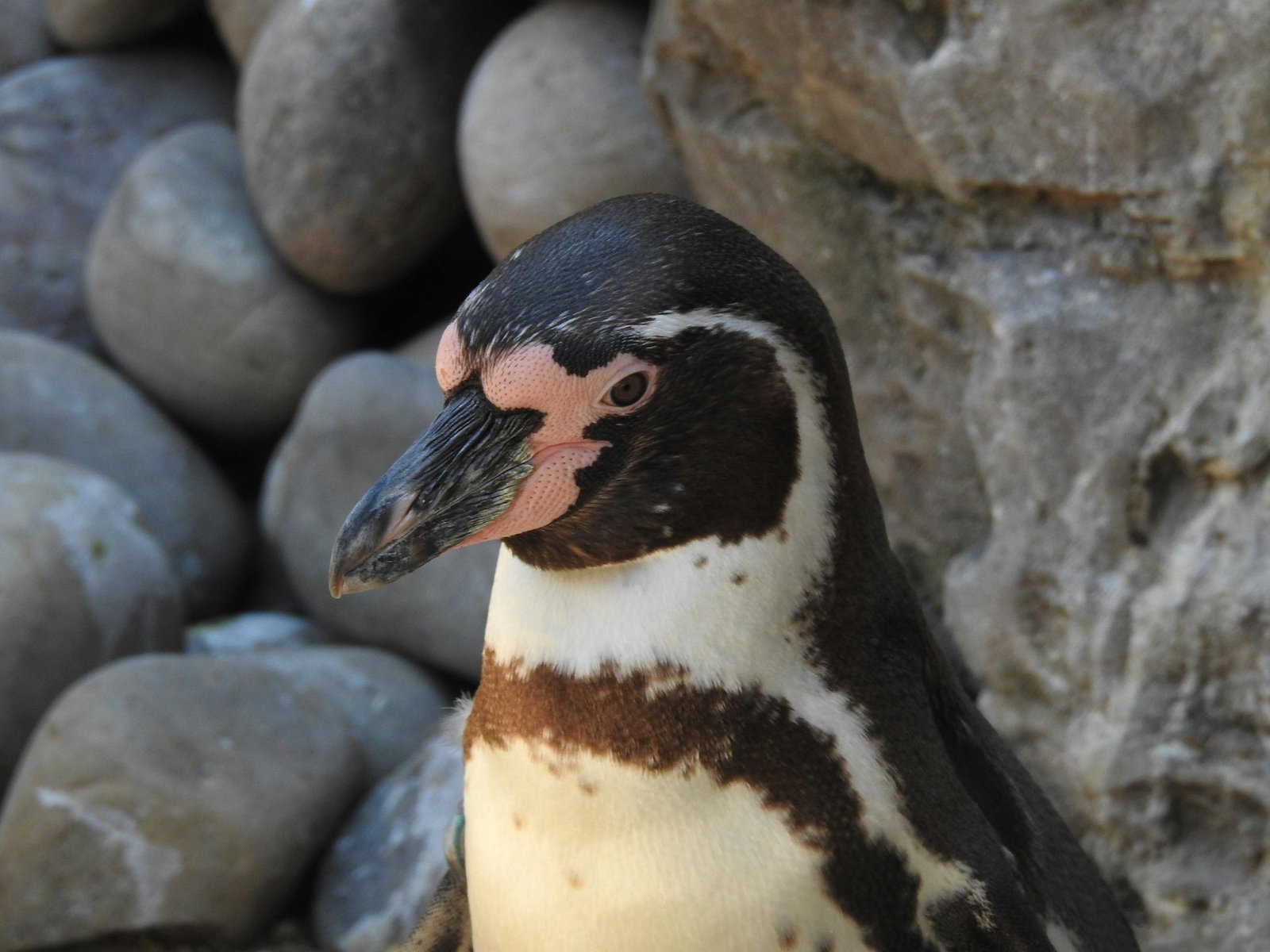 March of the Penguins