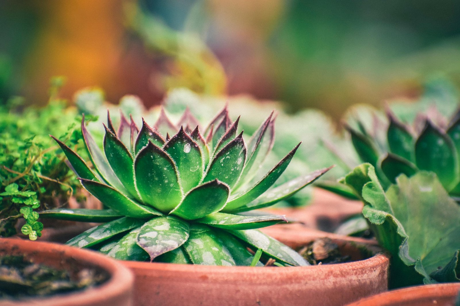 Jardin intérieur différentes tailles Plante grasse entretien