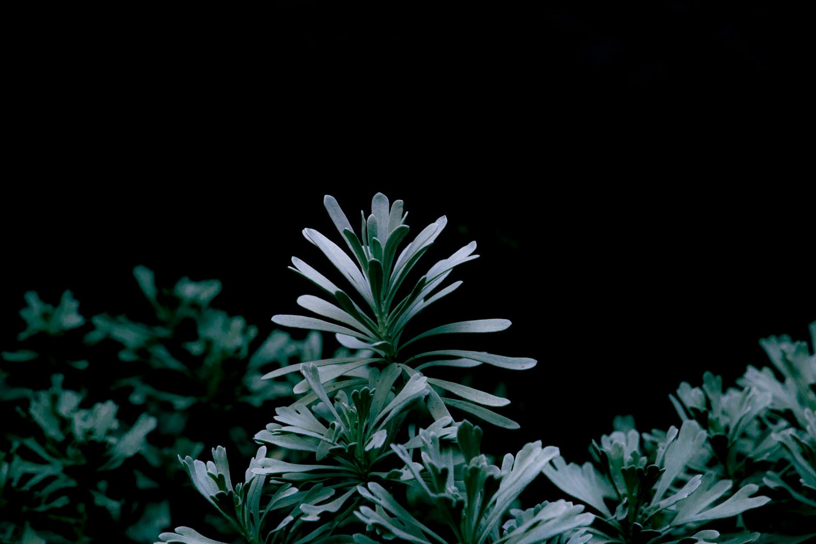 Jardin intérieur différentes tailles Plantes vertes