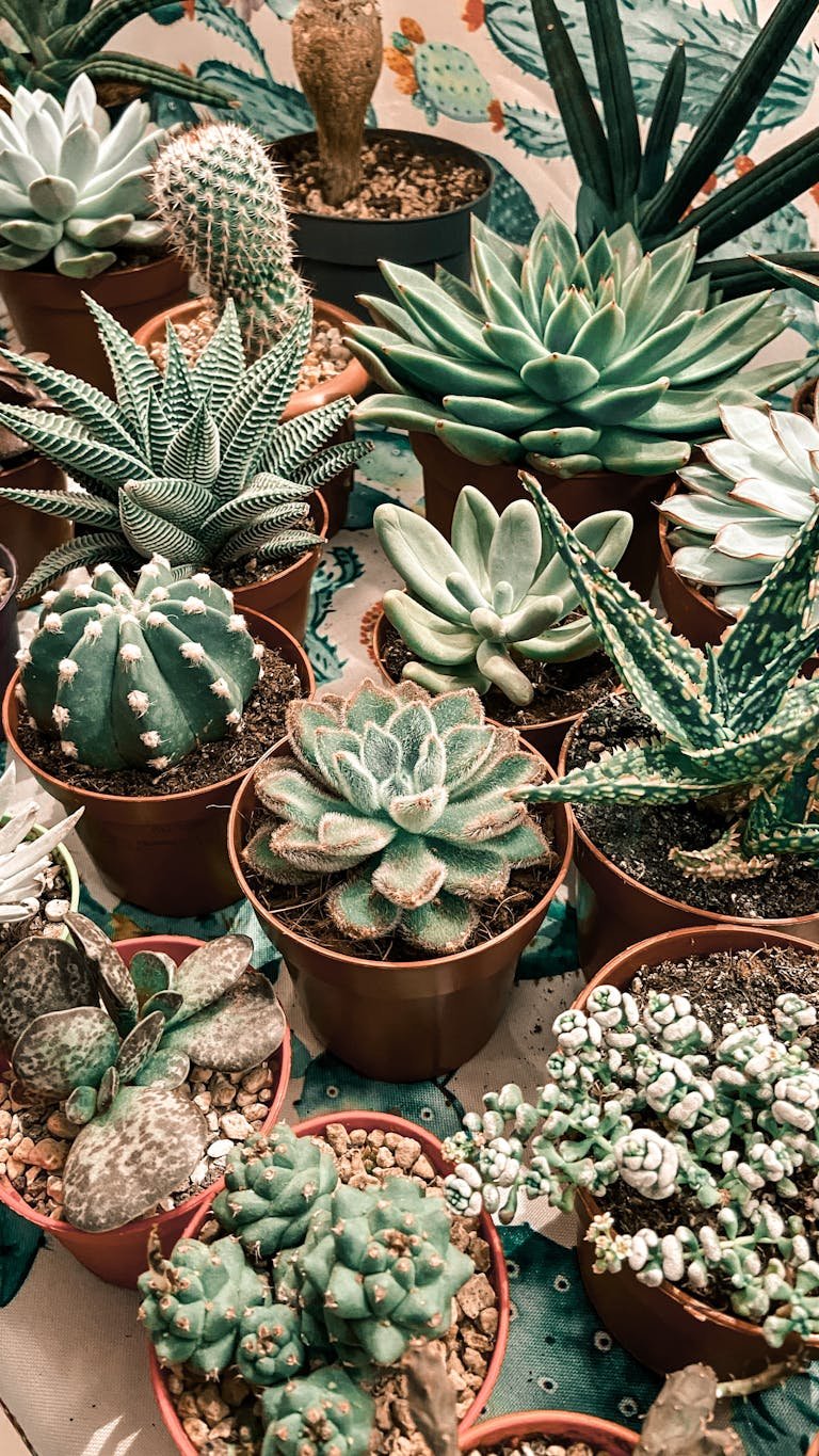plante grasse entretien