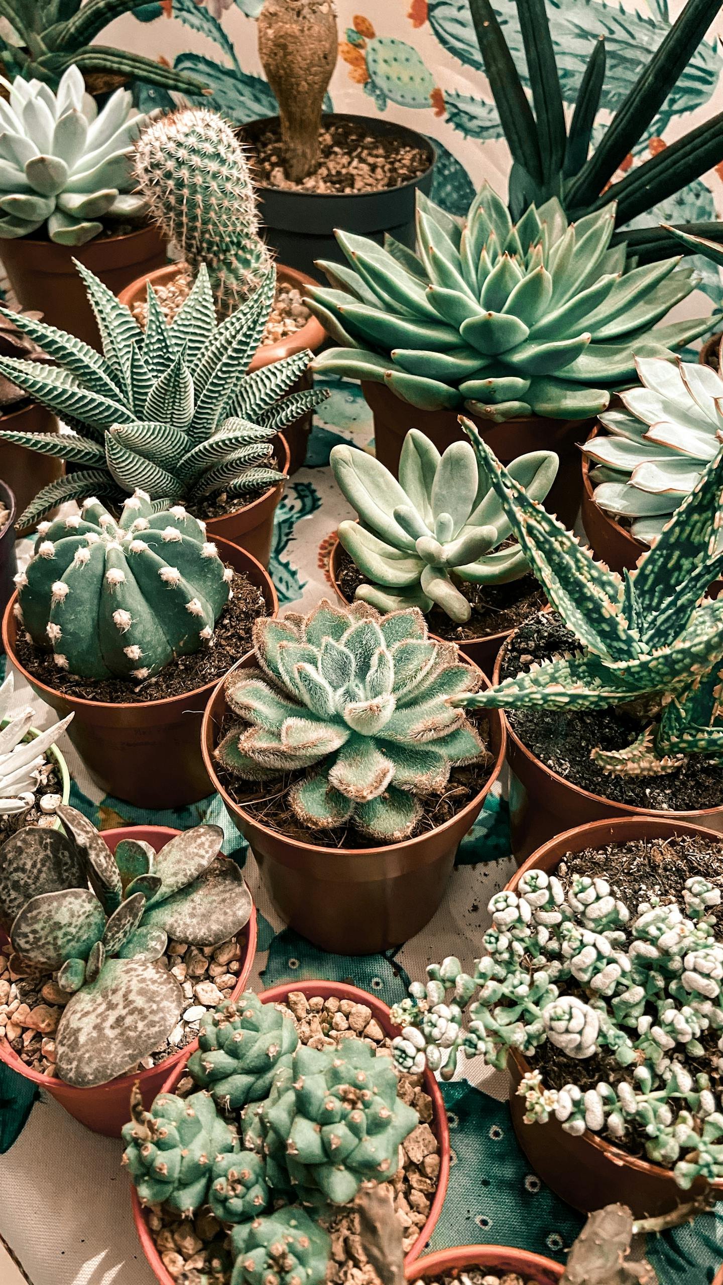 plante grasse entretien