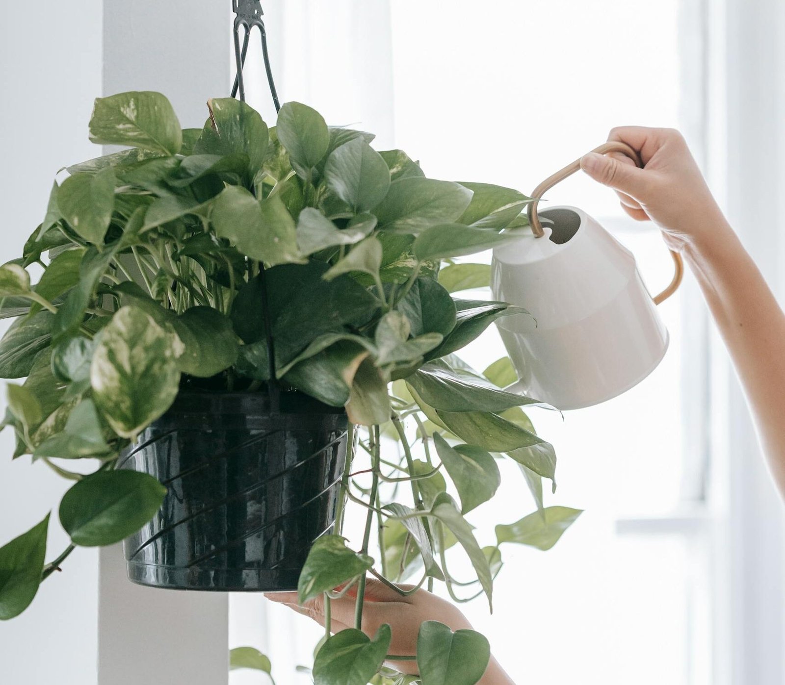 Jardin intérieur différentes tailles Pothos salle de bain