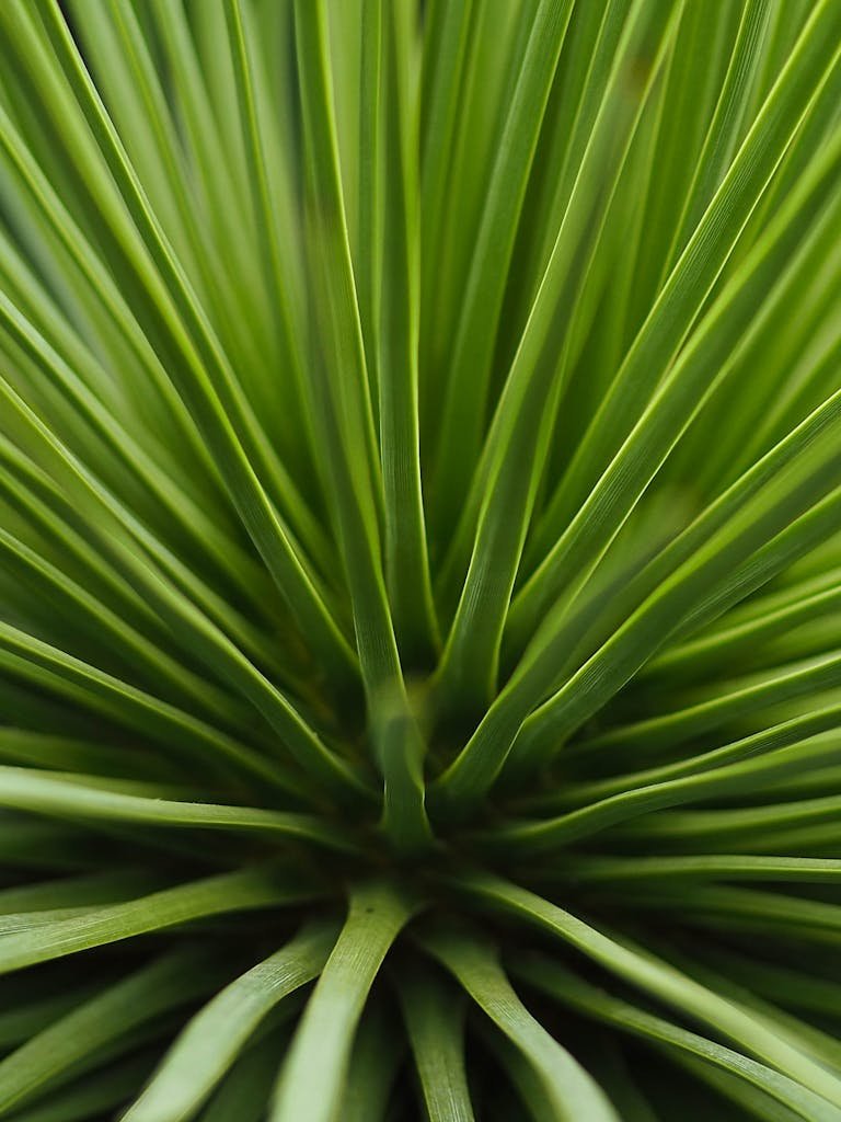 Plante verte dépolluante