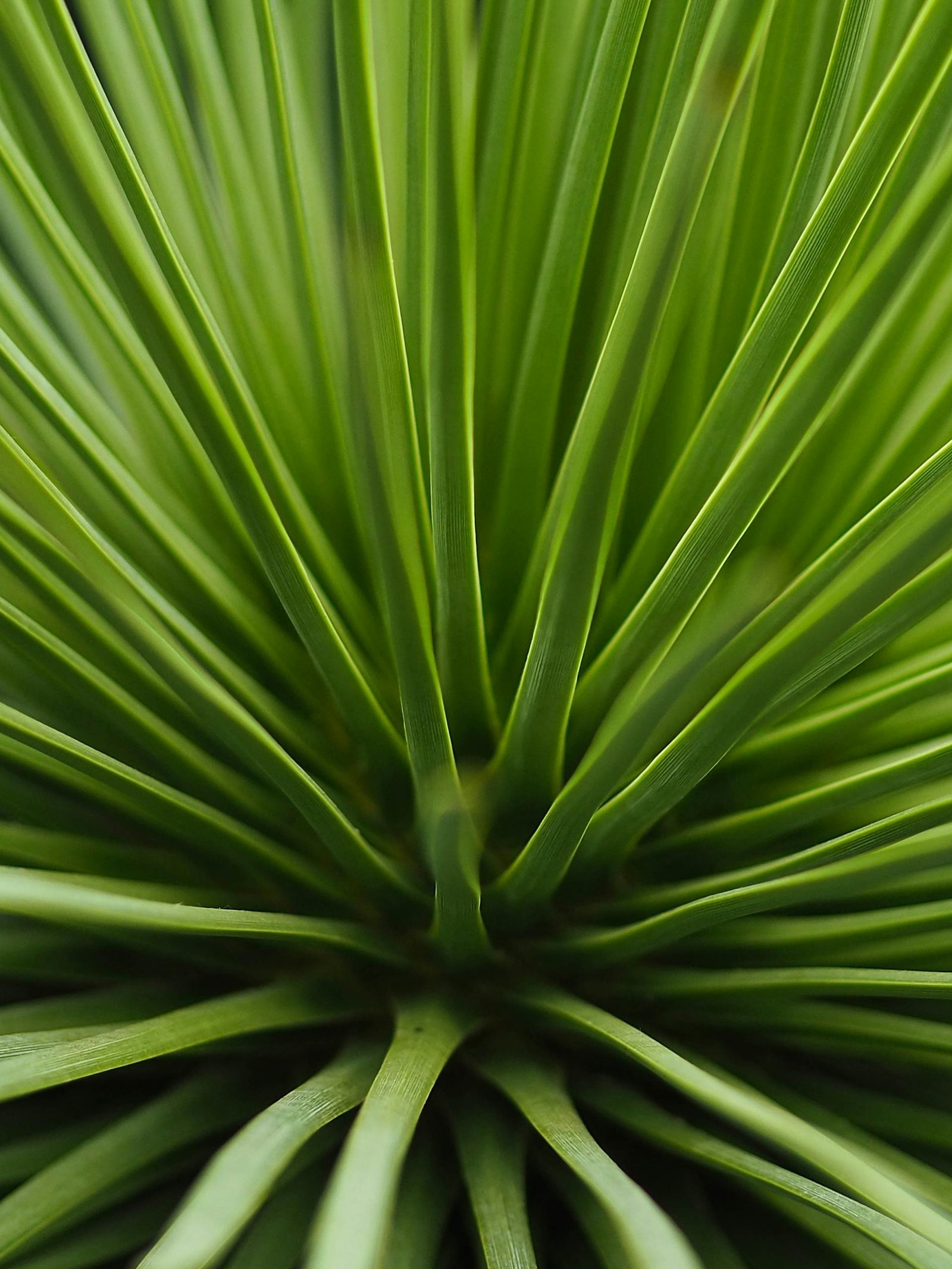 Plante verte dépolluante