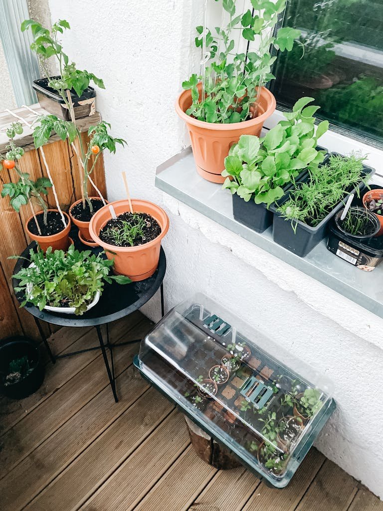 Potager balcon