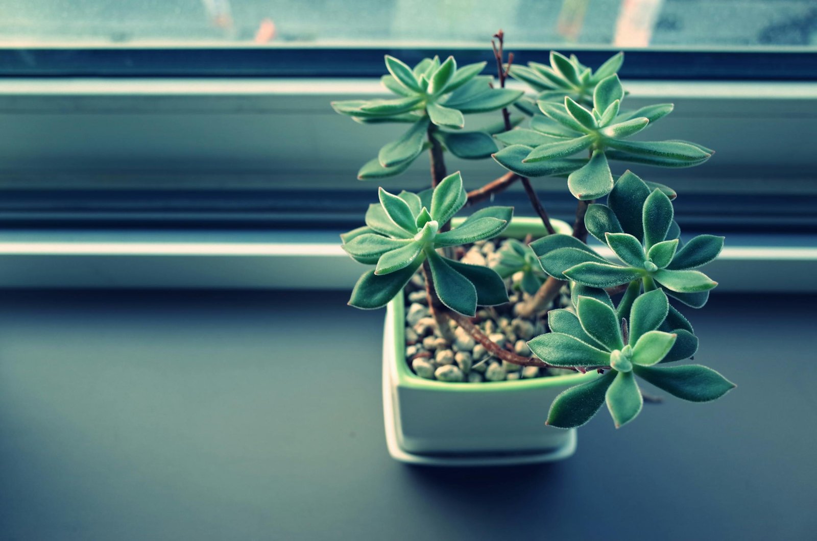 Jardin intérieur succulente plante grasse