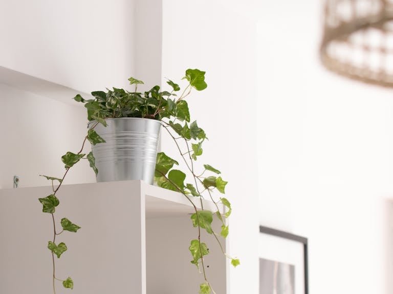 plante purificatrice d'air