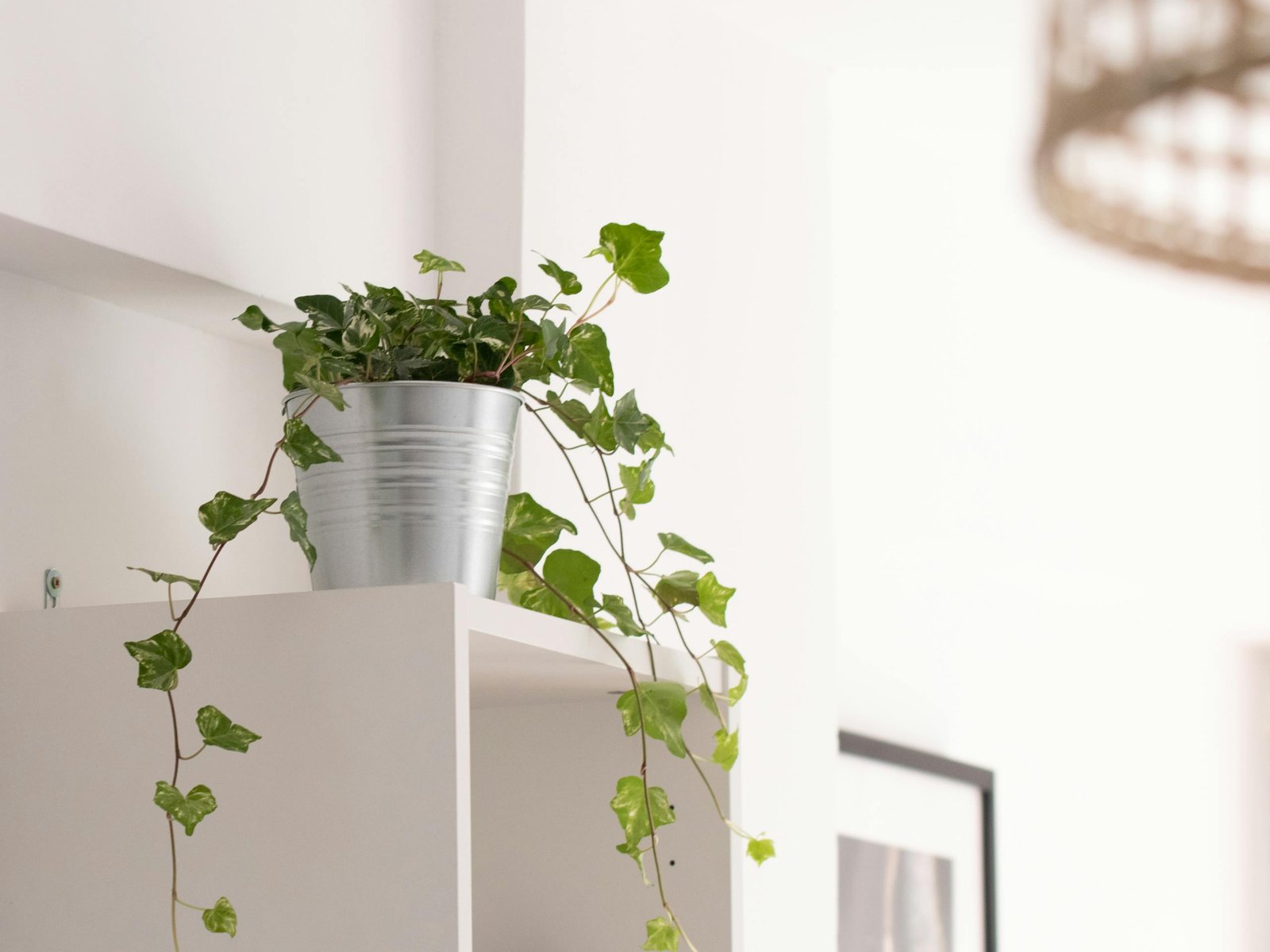 plante purificatrice d'air