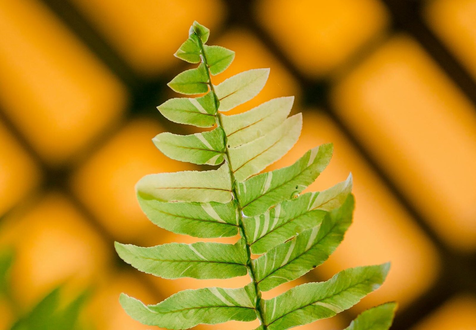 Jardin intérieur différentes tailles Plante dépolluante