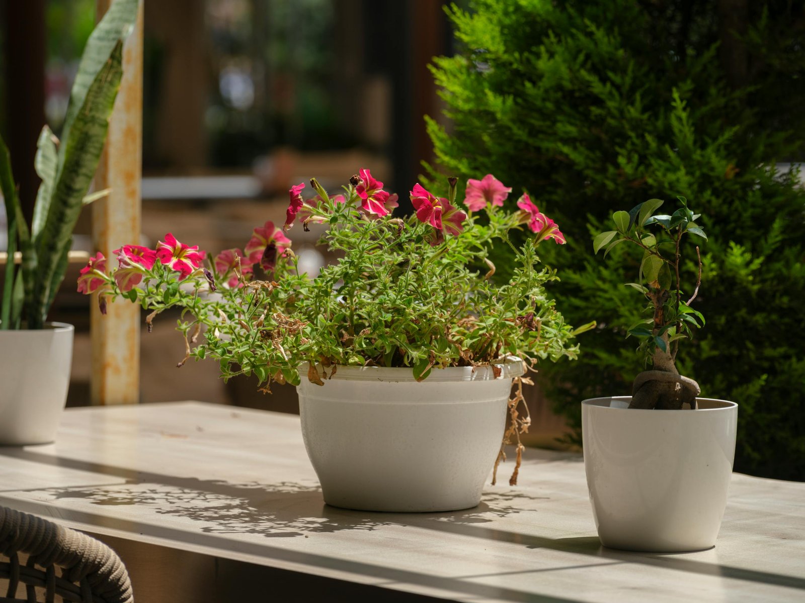 Jardin intérieur différentes tailles pot plastique plante