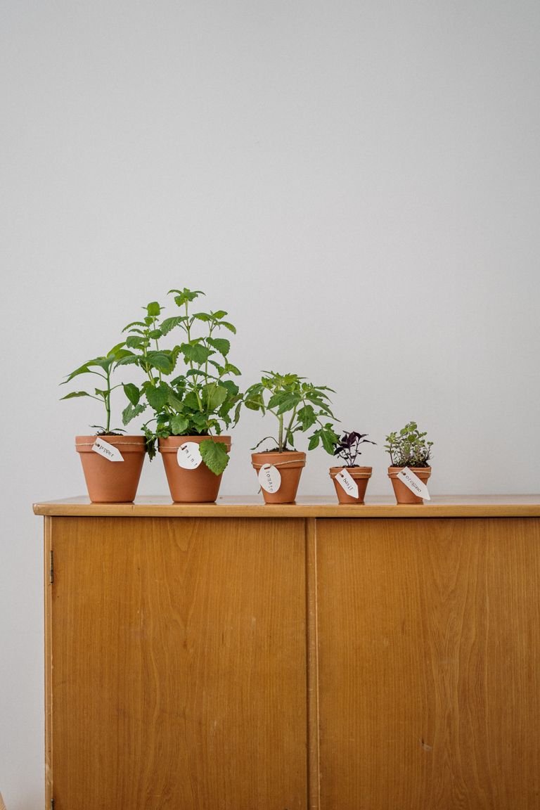 plante aromatique erreurs à éviter