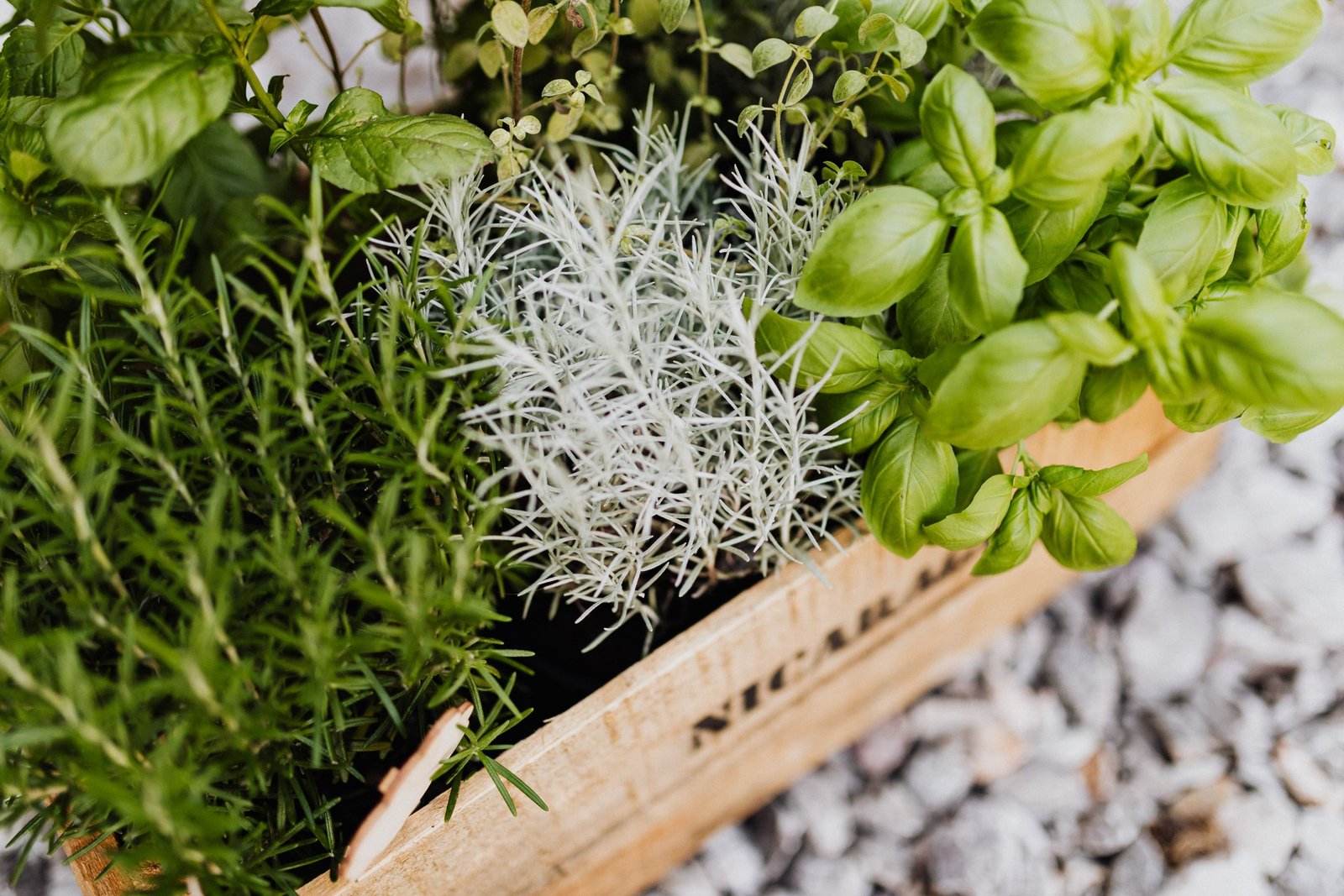 Jardin intérieur Plantes aromatiques