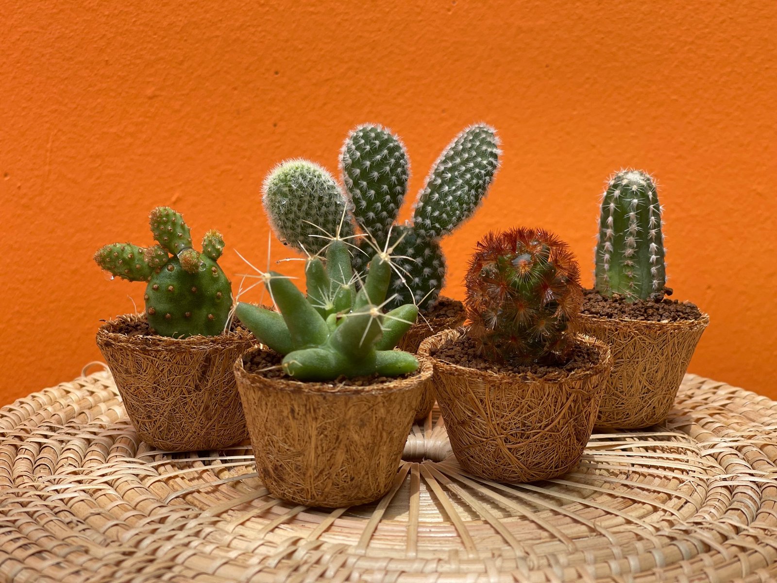 Jardin intérieur différentes tailles cactus et succulentes en été