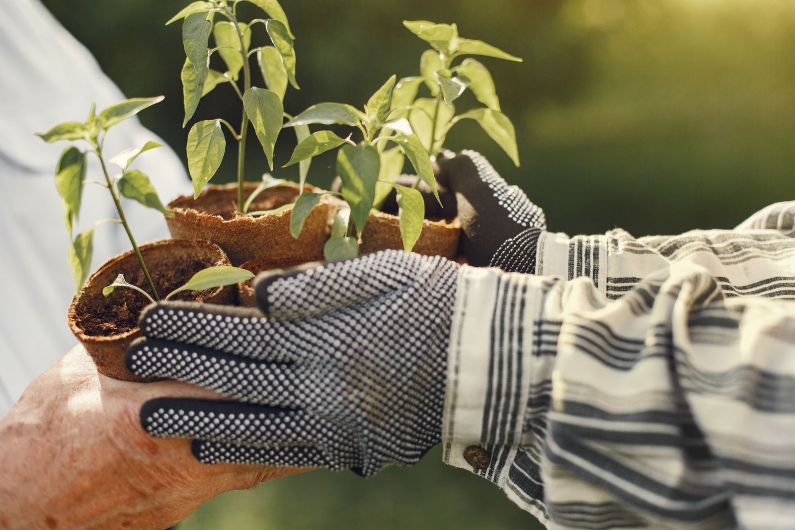 Jardin intérieur différentes tailles plante aromatique en pot