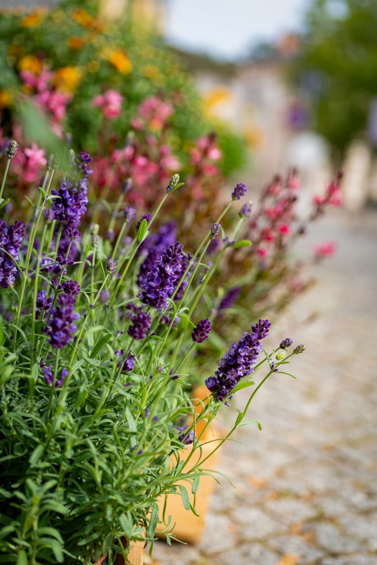 plante été