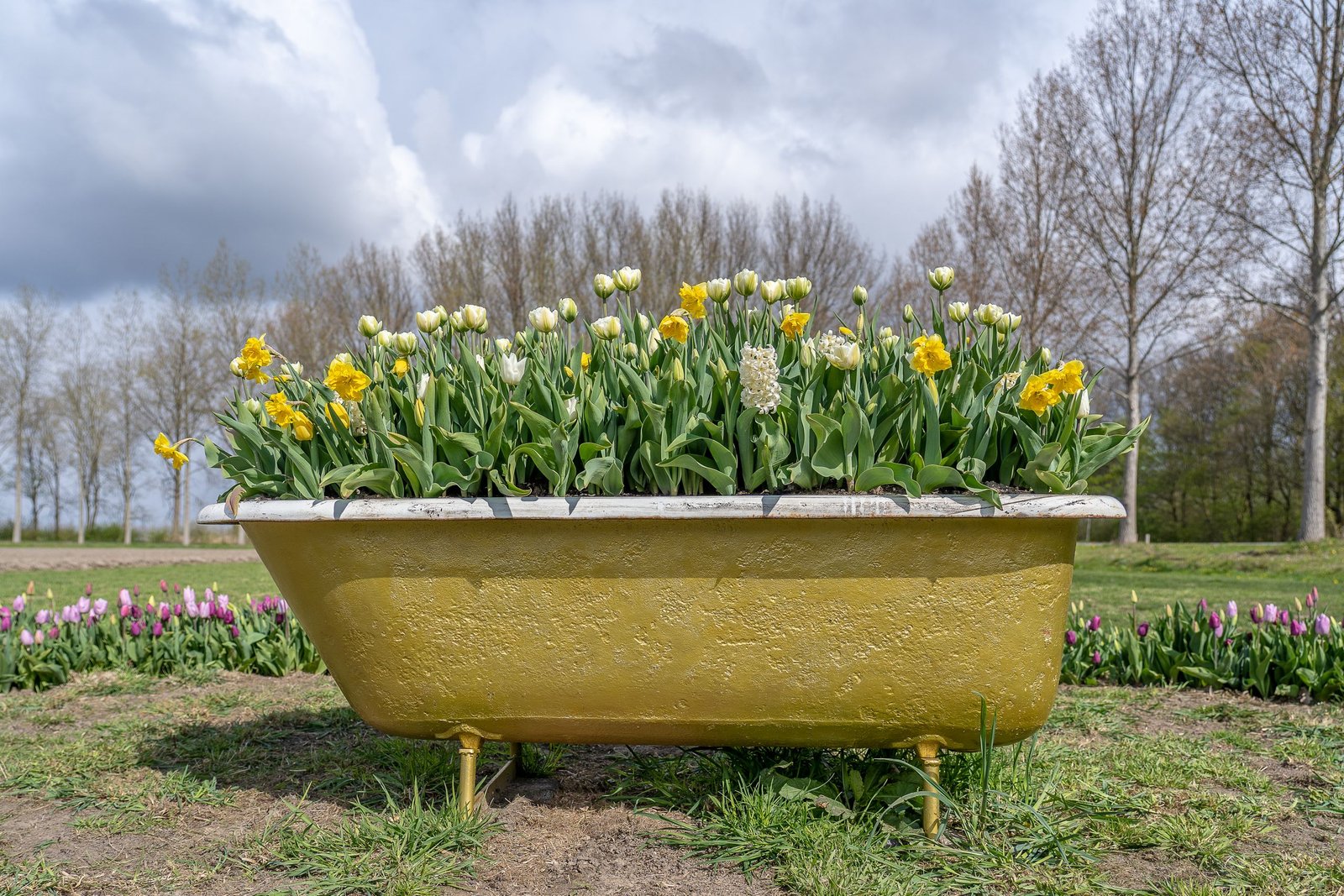 Jardin intérieur Plante dété