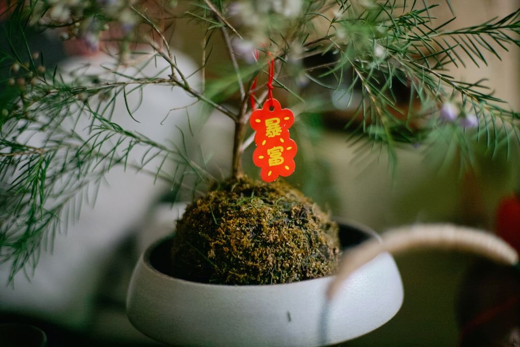 Jardin intérieur différentes tailles Kokedama