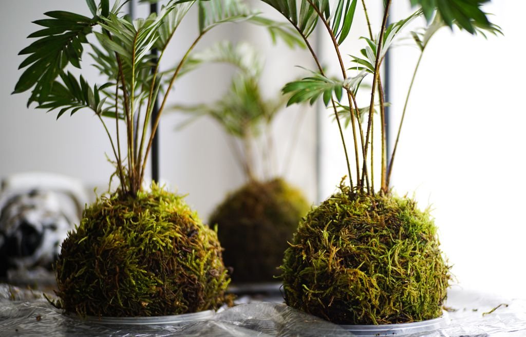 Jardin intérieur Kokedama