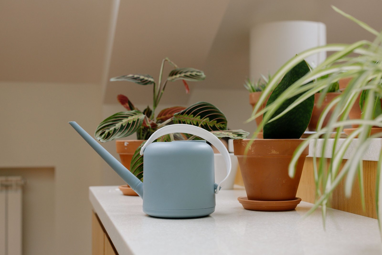 Jardin intérieur Arroser plante